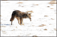 Coyote with prey