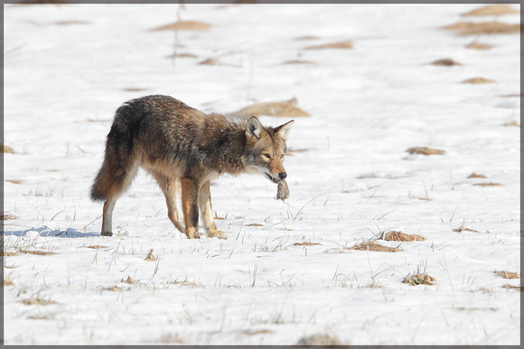 Coyote with prey