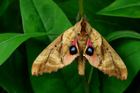 TWIN-SPOTTED SPHINX MOTH