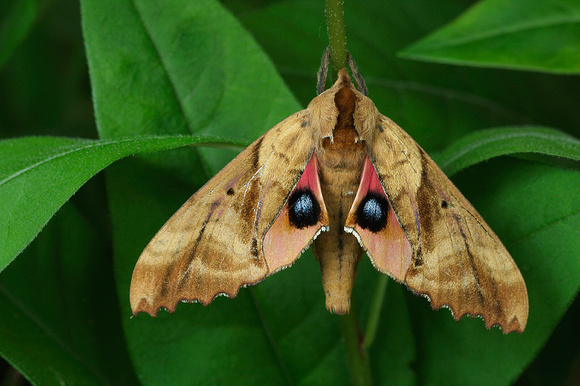 TWIN-SPOTTED SPHINX MOTH