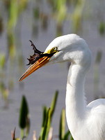 GREAT EGRET WITH FROG