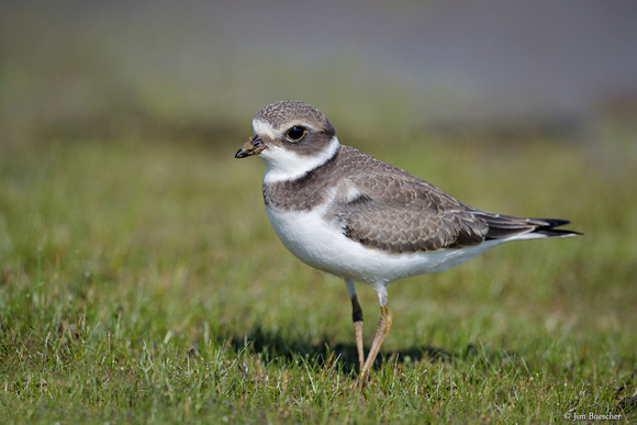 Semipalmated Plover ~ juvenile