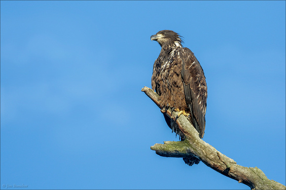 Bald Eagle ~ juvenile