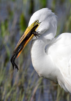 EGRET WITH FROG