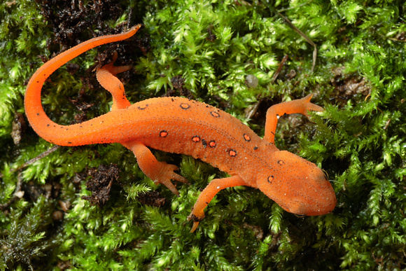 RED-SPOTTED NEWT