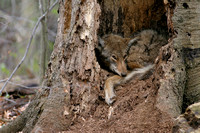 COYOTE IN TREE