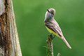 GREAT CRESTED FLYCATCHER