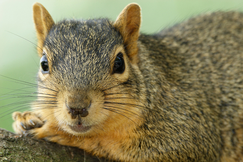 Zenfolio | Jim Buescher Photography | Small woodland mammals