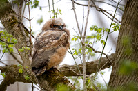 Great Horned Owl ~ fledgling