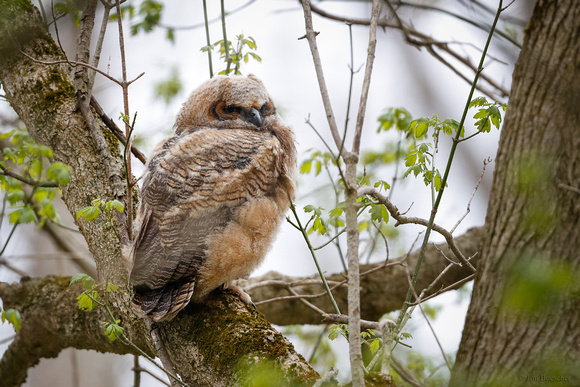 Great Horned Owl ~ fledgling