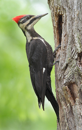 PILEATED WOODPECKER