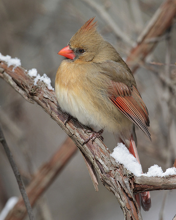 Northern Cardinal  female
