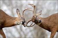 Whitetail Deer Sparring