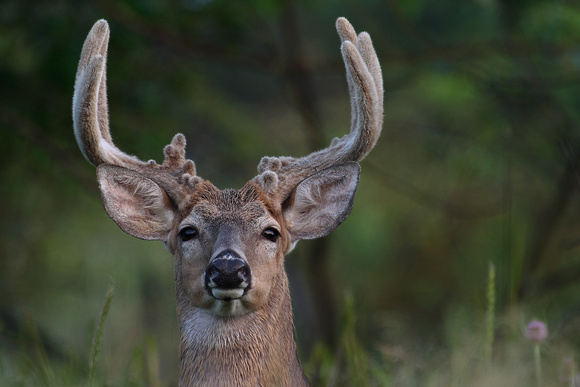 CURIOUS BUCK