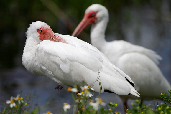 WHITE IBIS