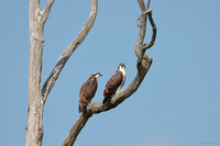 Osprey ~ juveniles