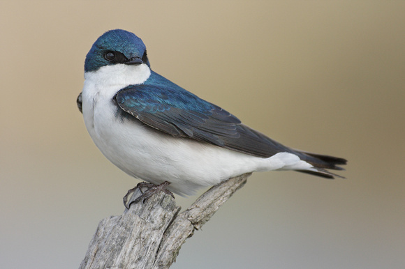 TREE SWALLOW