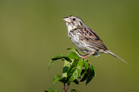 Henslow's Sparrow