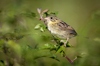 Henslow's Sparrow ~ juvenile