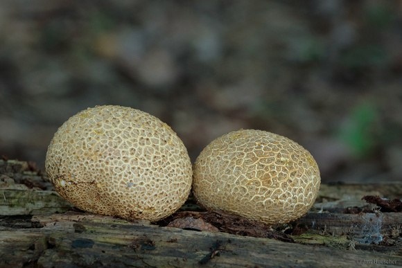 Pigskin Poison Puffball