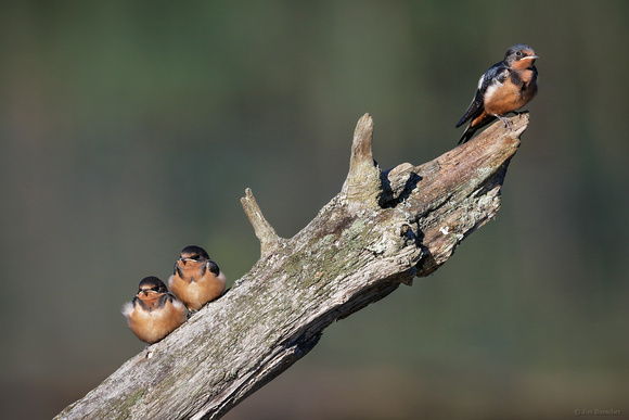 Barn Swallows ~ juveniles