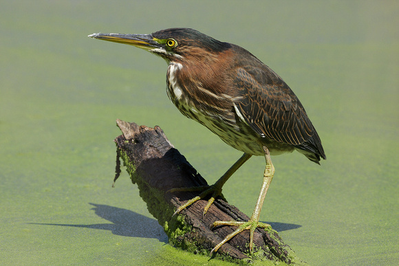 GREEN HERON