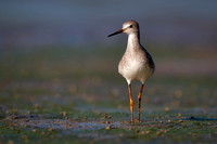 Lesser Yellowlegs