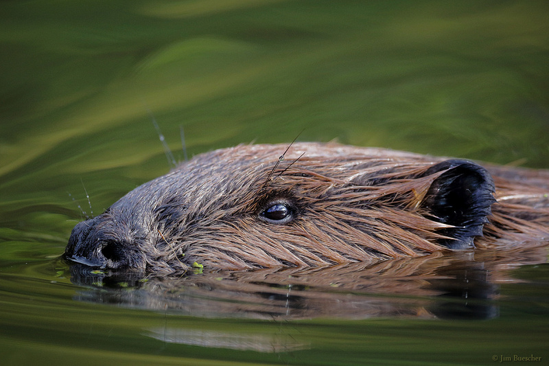 Zenfolio | Jim Buescher Photography | Mammals of wetlands