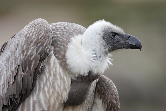 AFRICAN WHITE-BACKED VULTURE