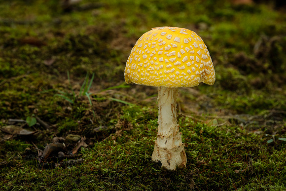 Yellow-orange Fly Agaric