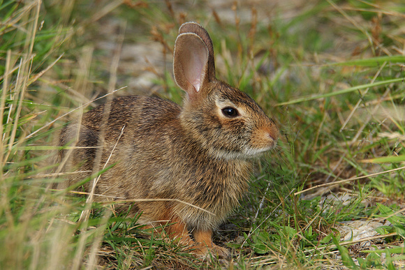 EASTERN COTTONTAIL