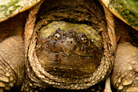 SNAPPING TURTLE 2