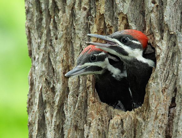 PILEATED WOODPECKER BABIES