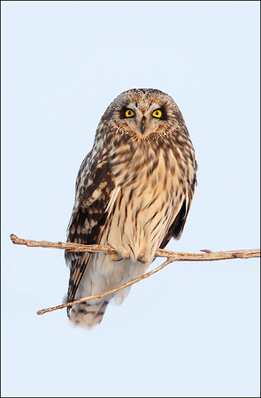 SHORT-EARED OWL