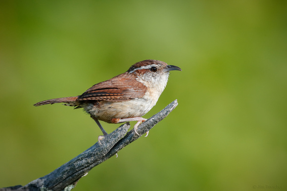 Carolina Wren