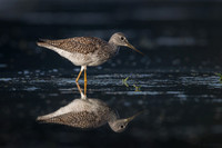 Greater Yellowlegs