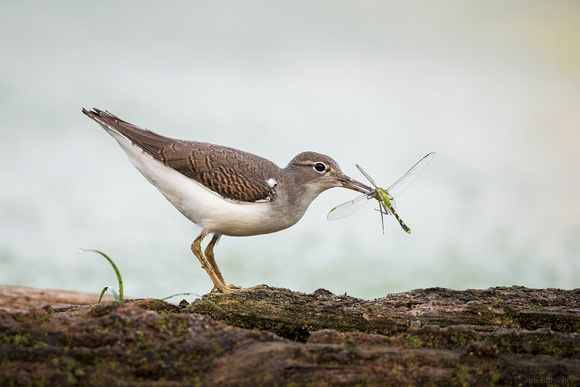 Solitary Sandpiper