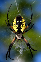 BLACK AND YELLOW ARGIOPE