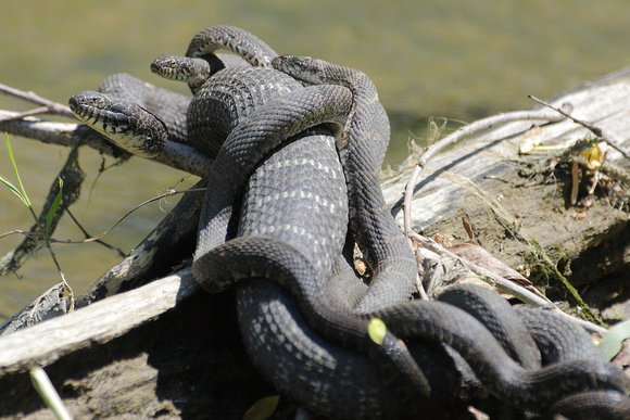 NORTHERN WATERSNAKE WITH YOUNG