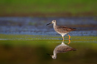 Greater Yellowlegs