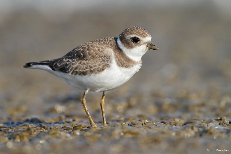 Zenfolio | Jim Buescher Photography | Pointe Mouillee Shorebirds