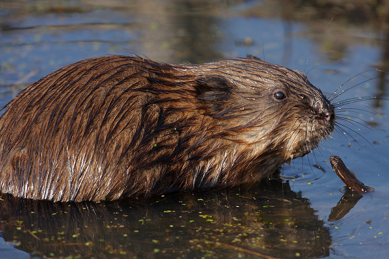 Zenfolio | Jim Buescher Photography | Mammals of wetlands