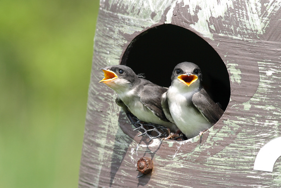 YOUNG TREE SWALLOWS