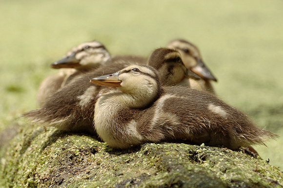 MALLARD CHICKS