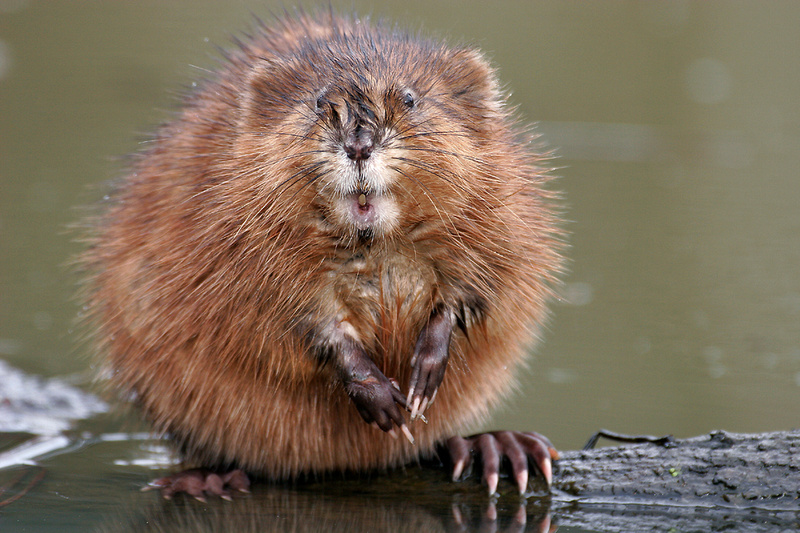 Zenfolio | Jim Buescher Photography | Mammals of wetlands | OLD MUSKRAT